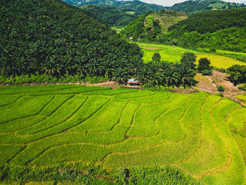 Scenic view of agricultural field