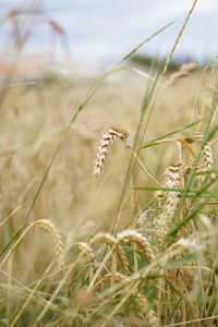 Close-up of wheat growing on field