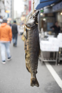 Close-up of fish on street in city