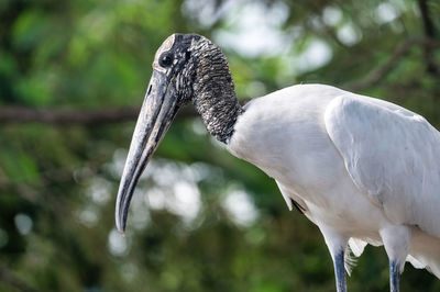 Wood stork portrait