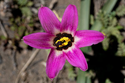 Close-up of pink flower