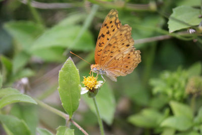 Close-up of butterfly pollinating on flower