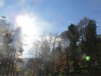 Sun shining through trees