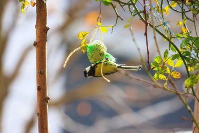 Close-up of bird perching on branch