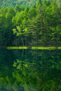 Scenic view of lake in forest