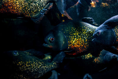 Close-up of fish swimming in pond