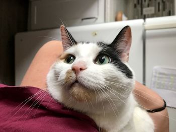 Close-up portrait of cat at home