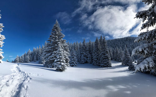 Pine trees on snow covered land against sky