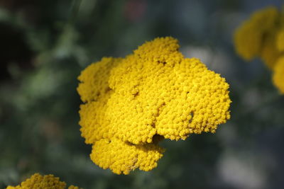 Close-up of yellow flowering plant