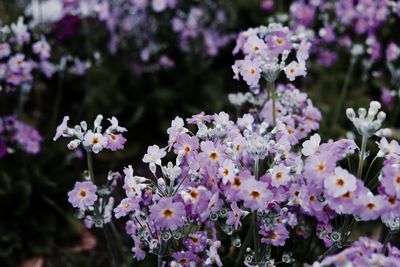 Close-up of purple flowers blooming outdoors