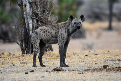 Side view of fox on field