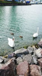 High angle view of swan swimming on lake