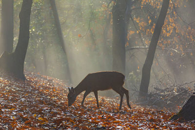 Deer in a forest