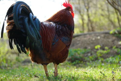 Close-up of rooster on field