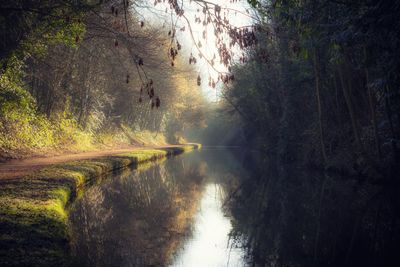 Scenic view of lake in forest