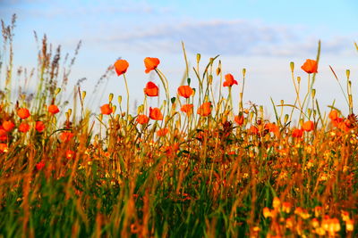 Close-up of red flowering plants on field against sky