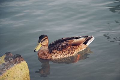 High angle view of duck swimming in lake