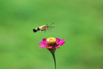 Close-up of butterfly pollinating on pink flower