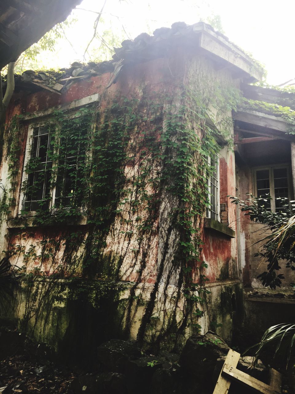 architecture, built structure, building exterior, house, abandoned, tree, old, damaged, window, obsolete, run-down, residential structure, low angle view, growth, deterioration, building, residential building, day, plant, no people