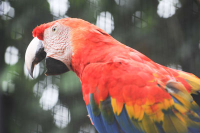 Close-up of parrot perching on tree