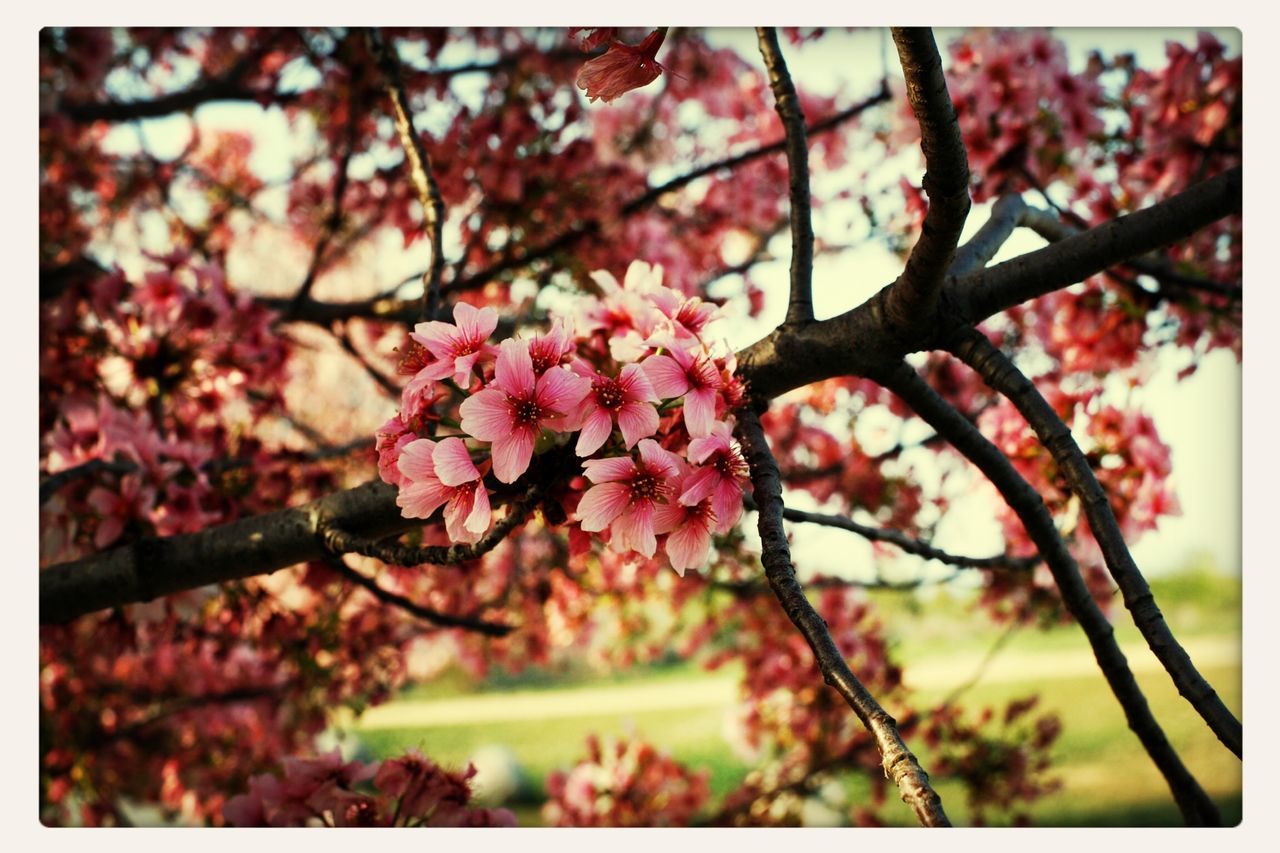 flower, freshness, branch, growth, beauty in nature, tree, pink color, fragility, blossom, nature, focus on foreground, cherry tree, close-up, cherry blossom, twig, springtime, petal, in bloom, blooming, pink