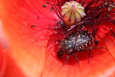 Close-up of insect on red flower