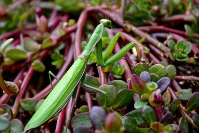 Full frame shot of plants