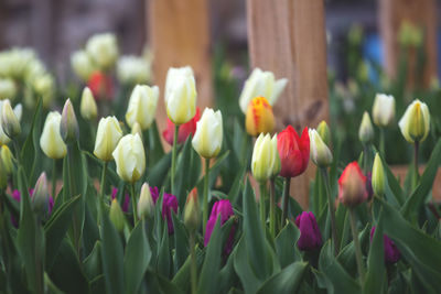 Close-up of tulips blooming outdoors