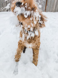 Dogs on snow covered field