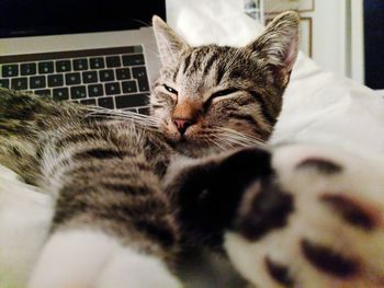 Close-up of cat relaxing at home