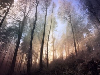 Low angle view of trees against sky