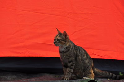 Close-up of cat sitting against orange wall