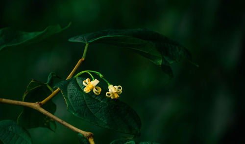 Close-up of insect on flower