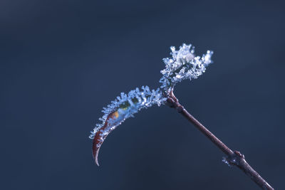 macro photography