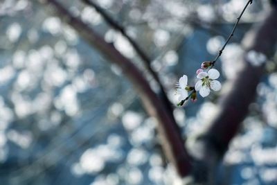 Close-up of white flowers