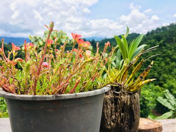 Close-up of potted plant