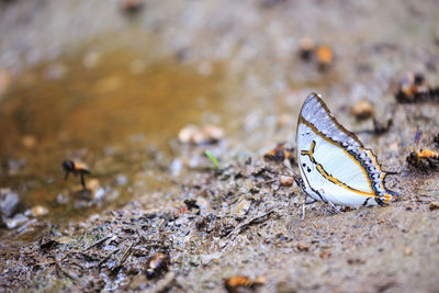 Close-up of butterfly on field