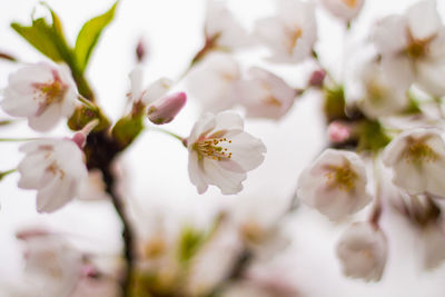 Close-up of white flowers blooming