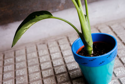 High angle view of potted plant in pot