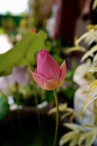 Close-up of pink lotus lily