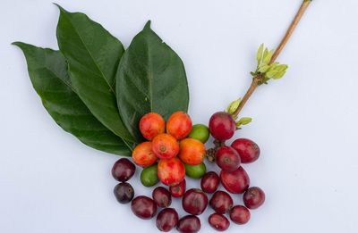 Directly above shot of cherries against white background