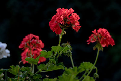 Close-up of red flowering plant