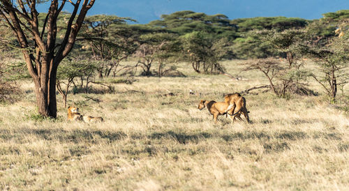 Lions in a field