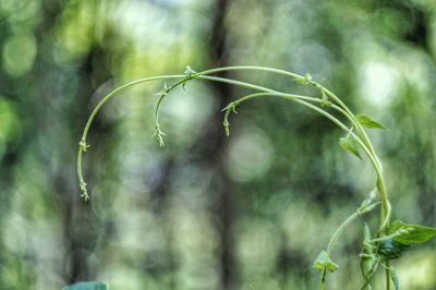 Close-up of fresh green plant