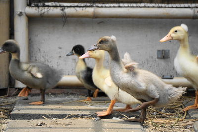 Little ducks