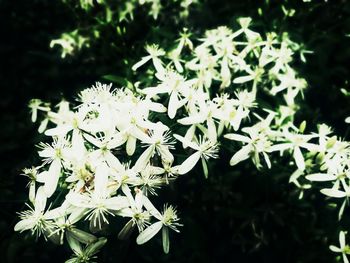 Close-up of white flowering plant