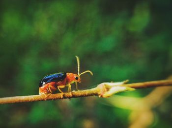 Close-up of insect on leaf