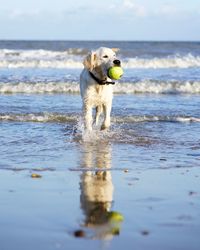 Dog standing on beach