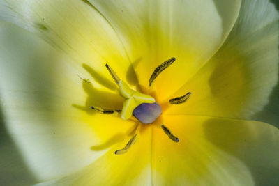 Close-up of insect on yellow flower
