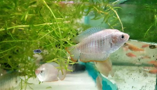 Close-up of fish swimming in aquarium